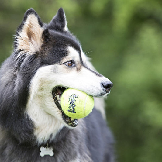 Kong AirDog Squeakair Ball Medium 3-pakning