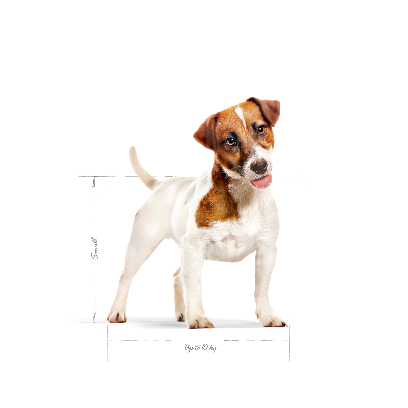 Royal Canin Mini Adult
