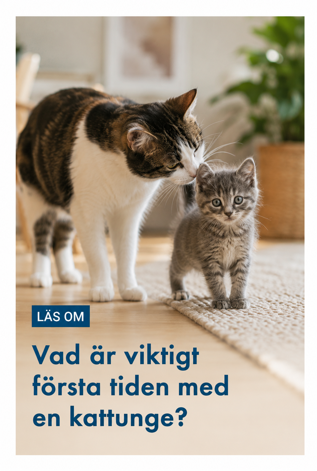 Vad är viktigt för första tiden med en kattunge?