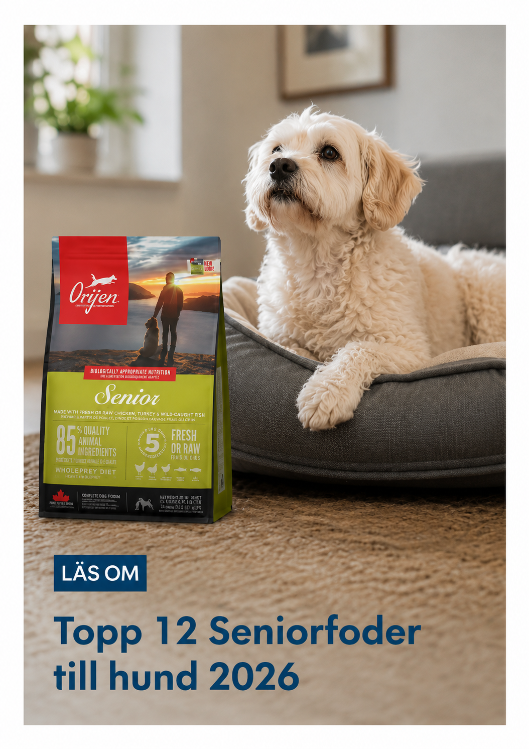 Topp 12 Seniorfoder till hund 2026