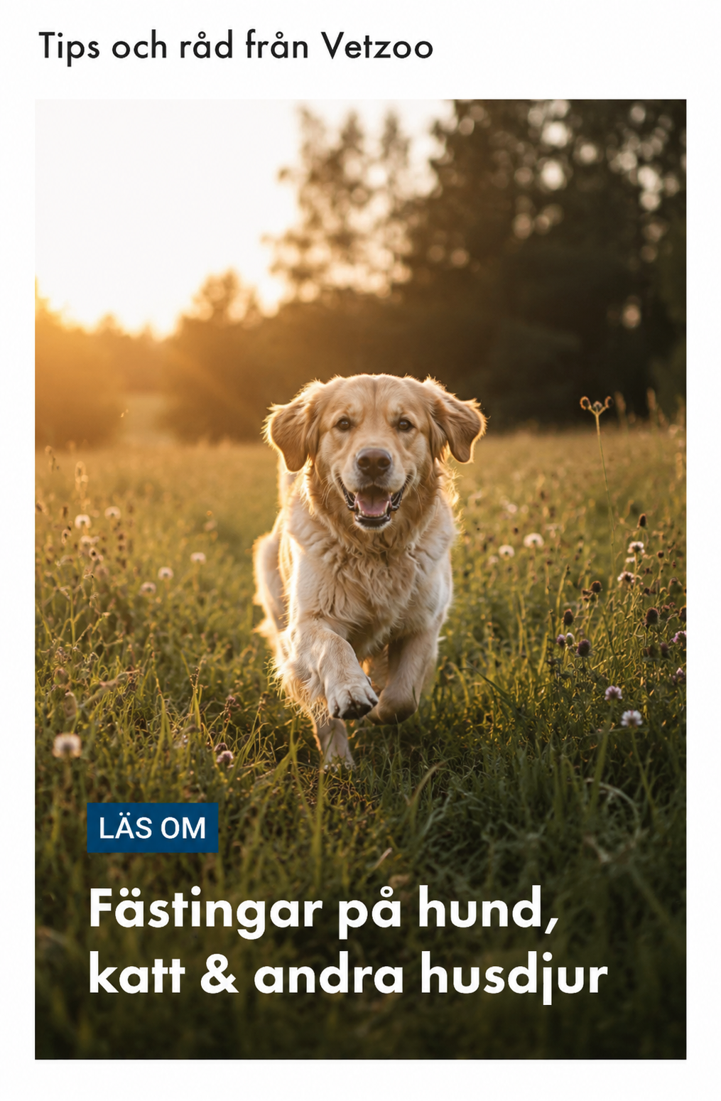 Fästingar på hund, katt & andra husdjur