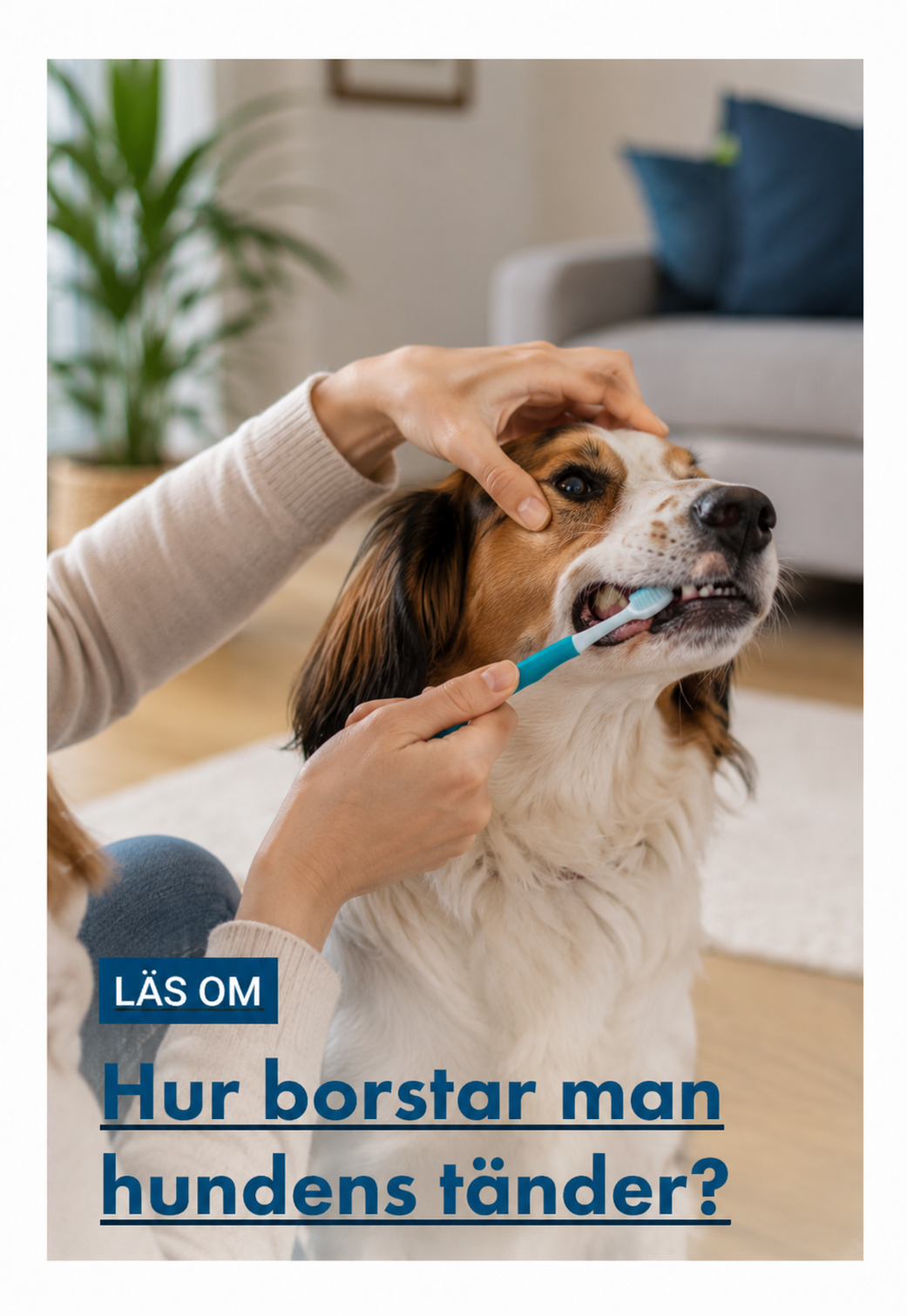 Hur borstar man hundens tänder?