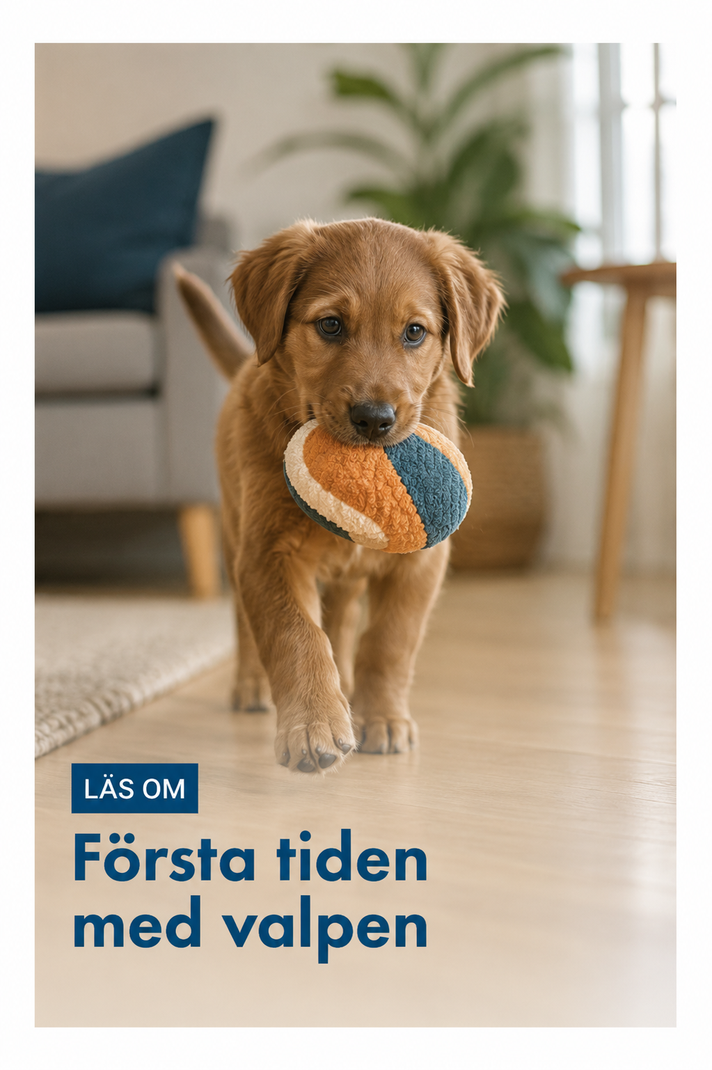 Första tiden med valpen
