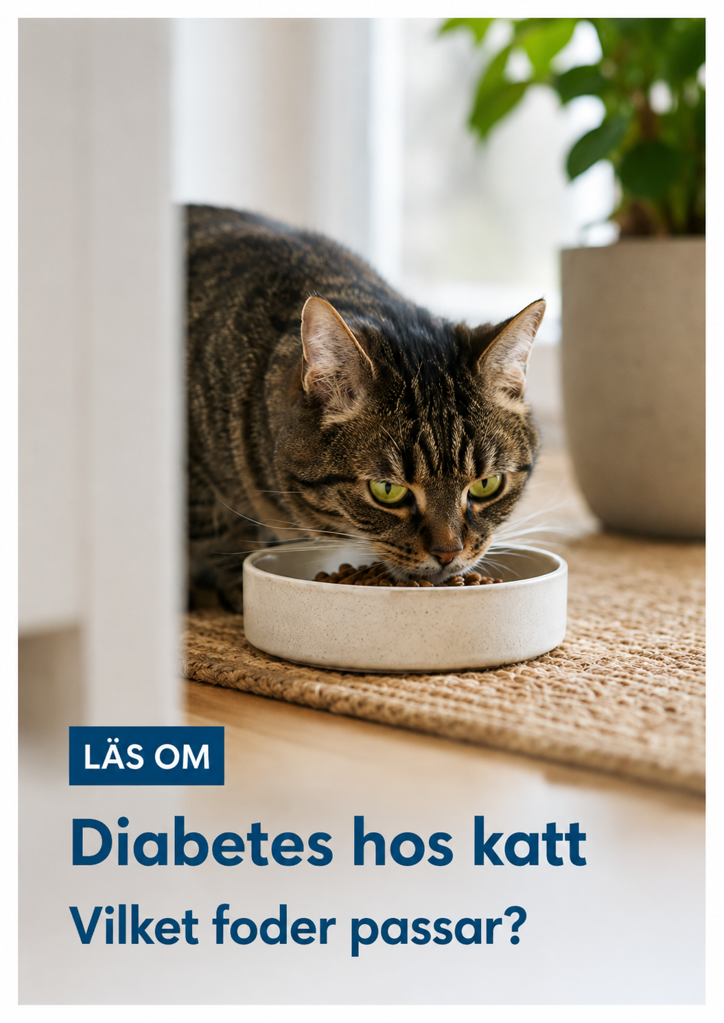 Diabetes hos katt