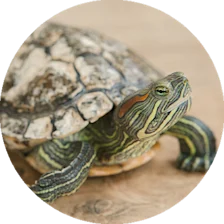 Reptil