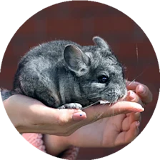 Chinchilla