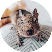 Degu