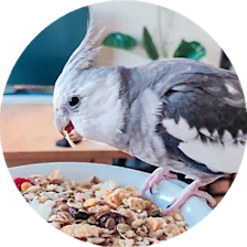 Fågel