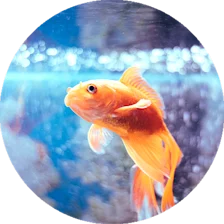 Fisk