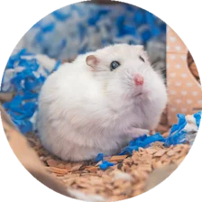 Hamster