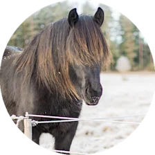 Häst