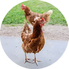 Höns