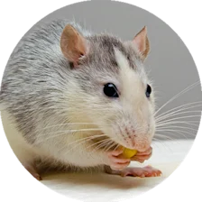 Tamråtta