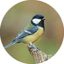 Vildfågel