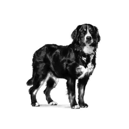 Royal Canin Neutered Adult Large Dog